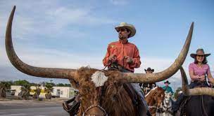 Cowboy riding a longhorn cow in Bandera, Texas